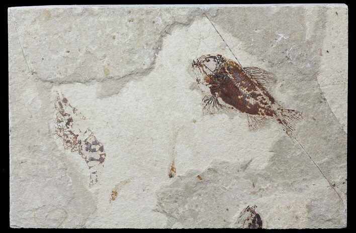 Cretaceous Fossil Fish (Ctenothrissa) & Shrimp - Lebanon #70435
